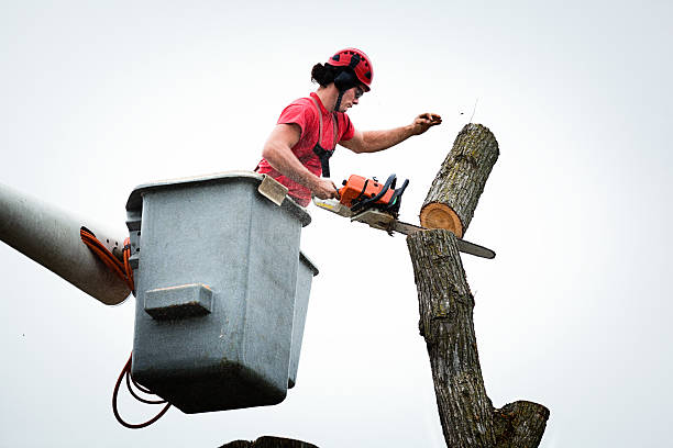 Best Tree Disease Treatment  in Audubon Park, NJ